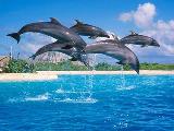 Sea Life Park Dolphin Discovery Swim